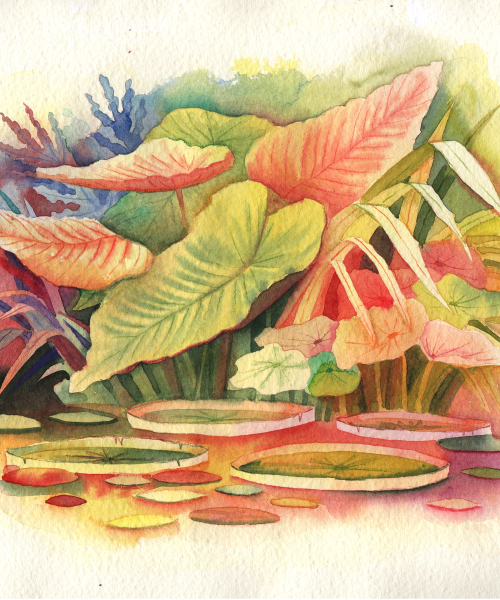 illustration personnelle aquarelle jardin botanique coloré série