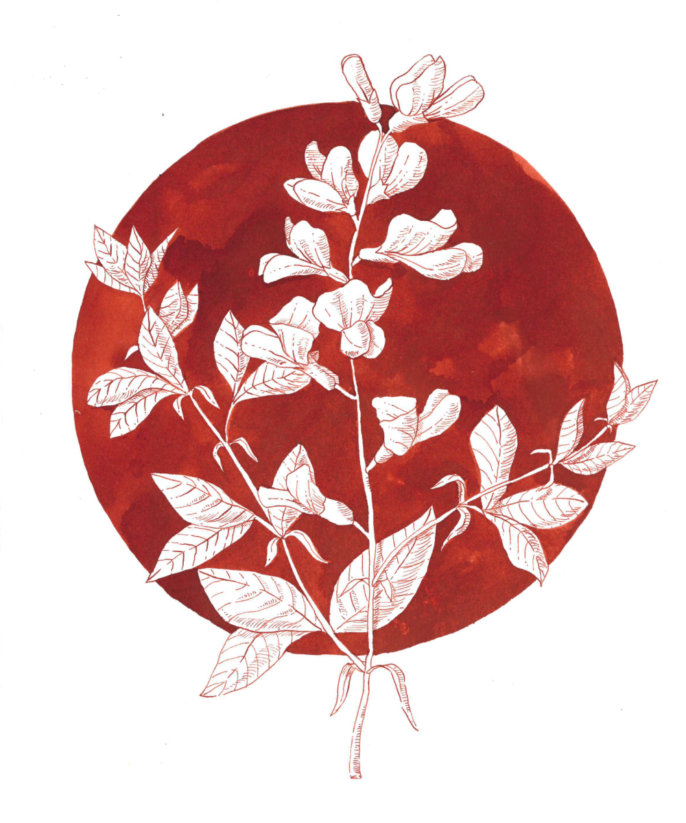 illustration encre et aquarelle fleur - série